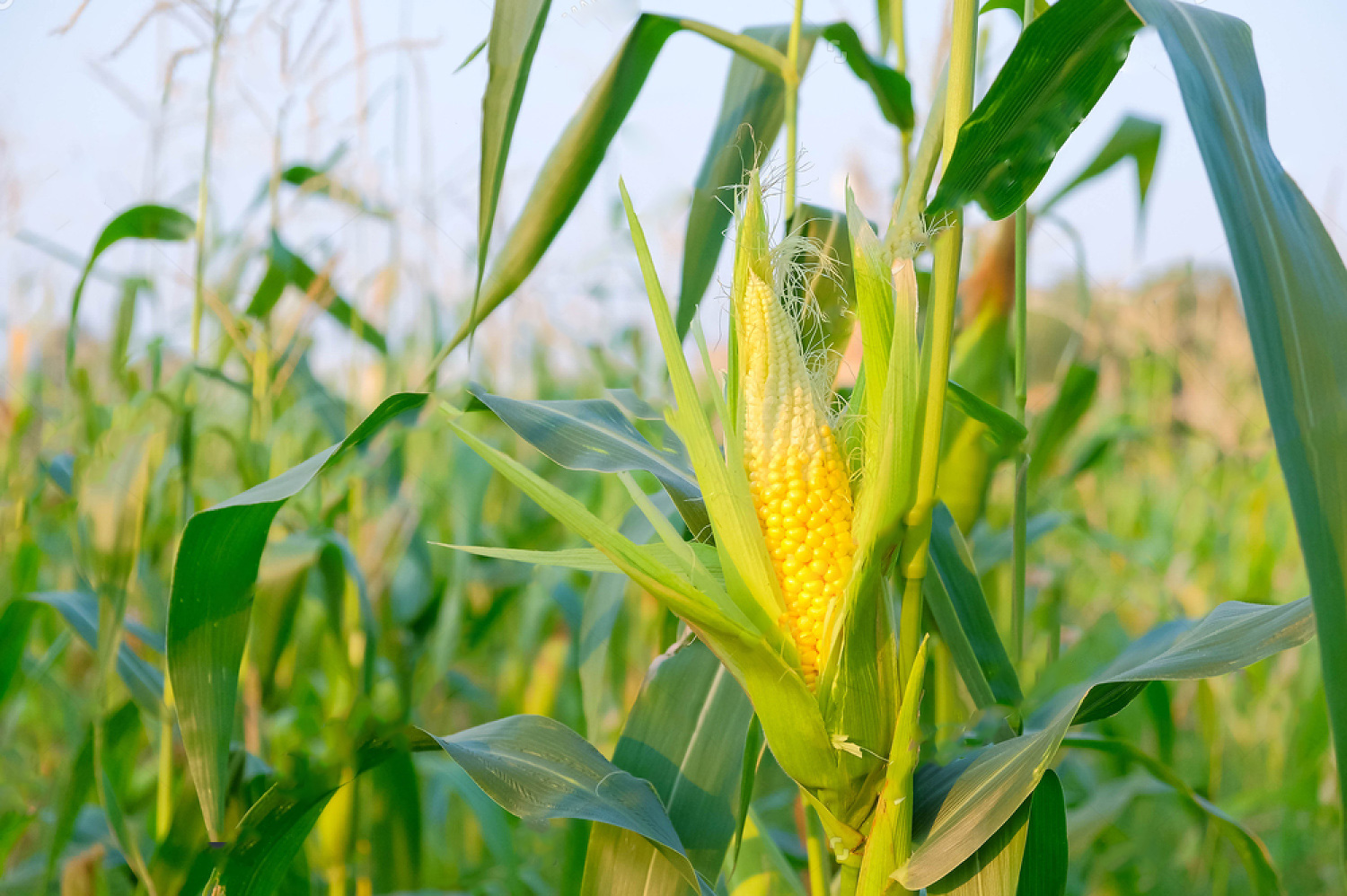 multigrain, tahıl kurutma